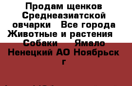 Продам щенков Среднеазиатской овчарки - Все города Животные и растения » Собаки   . Ямало-Ненецкий АО,Ноябрьск г.